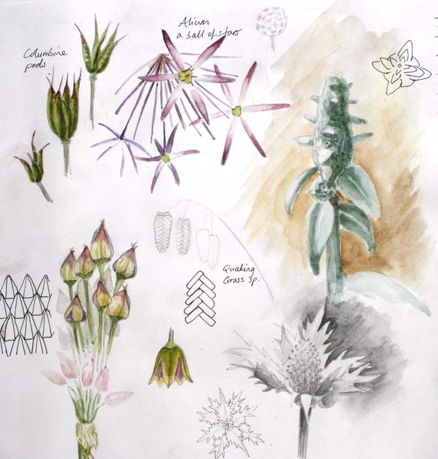 sketchbook page of plant structures