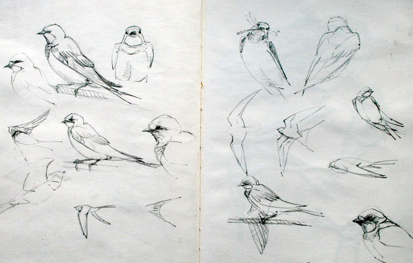 Swallow sketches